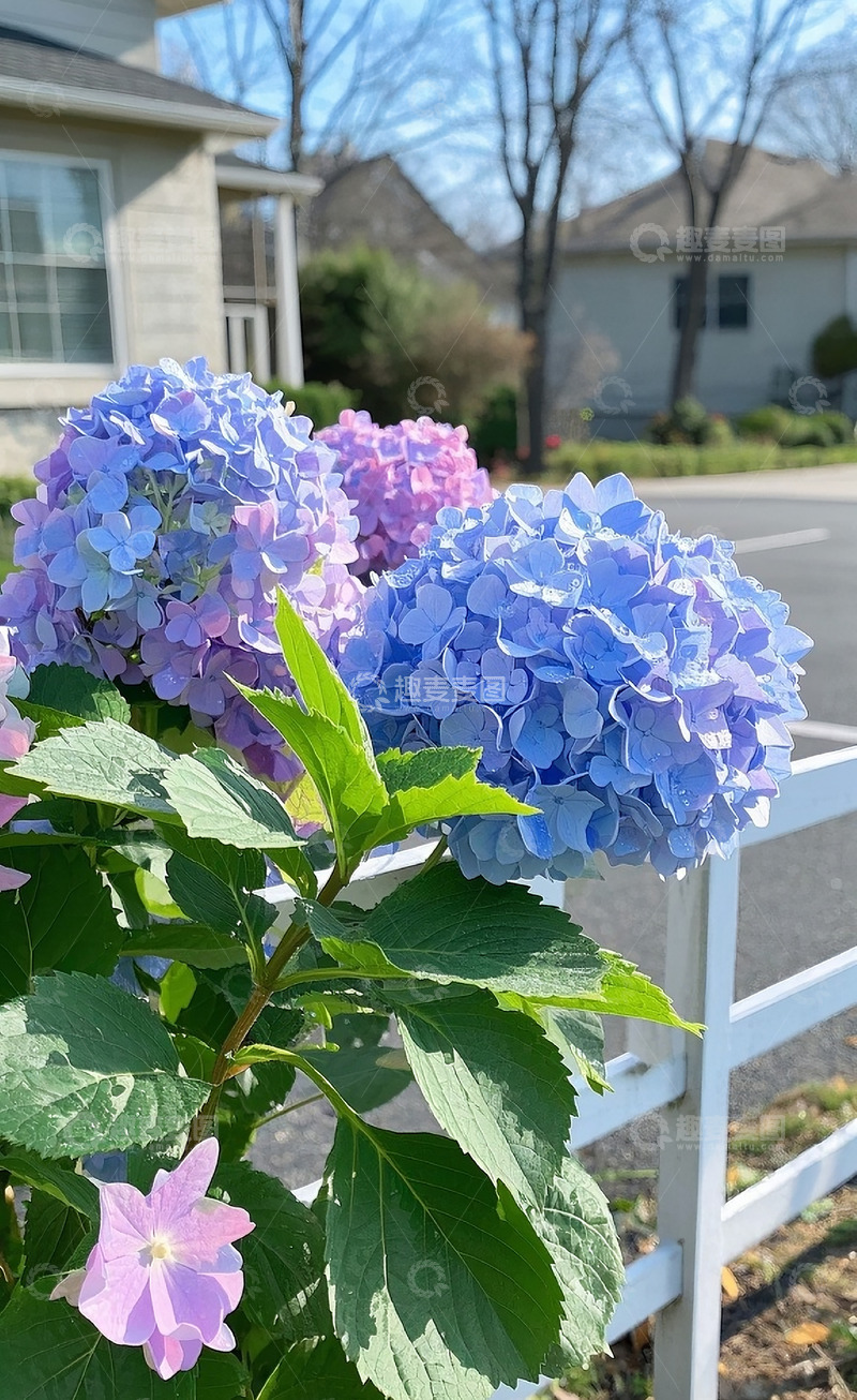 高清大图下载【趣麦麦图】绣球花20