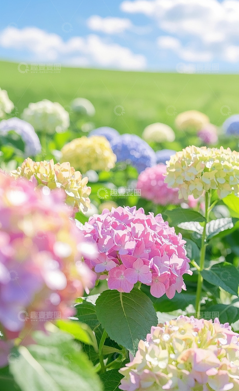 高清大图下载【趣麦麦图】绣球花6