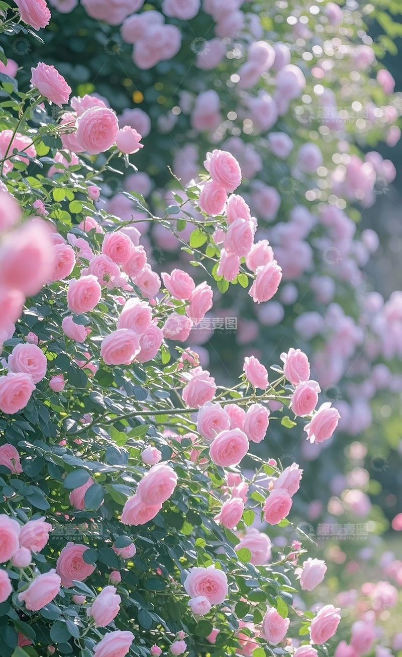 高清大图下载【趣麦麦图】月季花 5