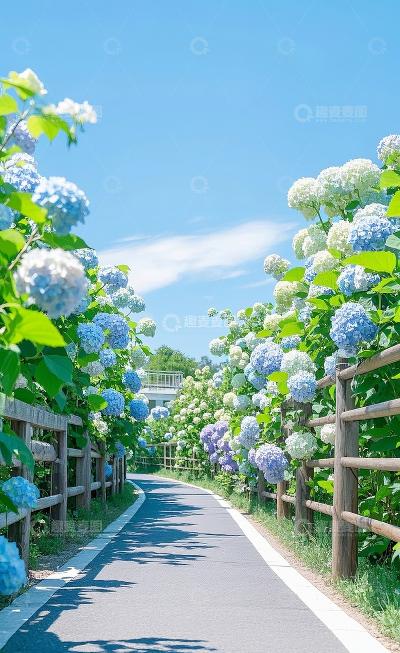 高清大图下载【趣麦麦图】绣球花7