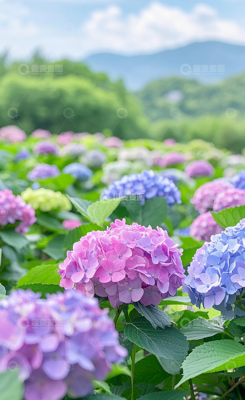 高清大图下载【趣麦麦图】绣球花8