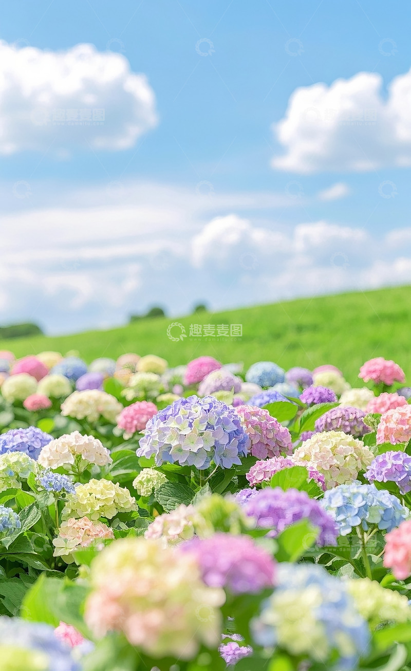 高清大图下载【趣麦麦图】绣球花17