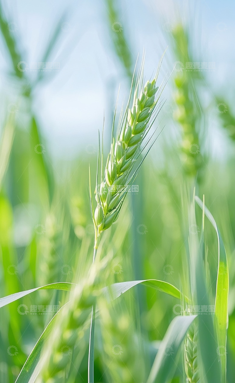 高清大图下载【趣麦麦图】小麦特写