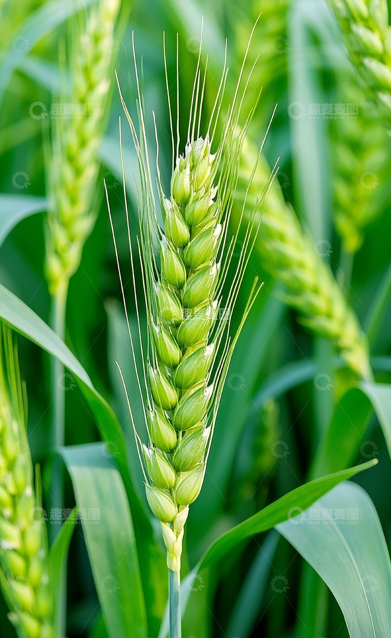 高清大图下载【趣麦麦图】小麦特写1