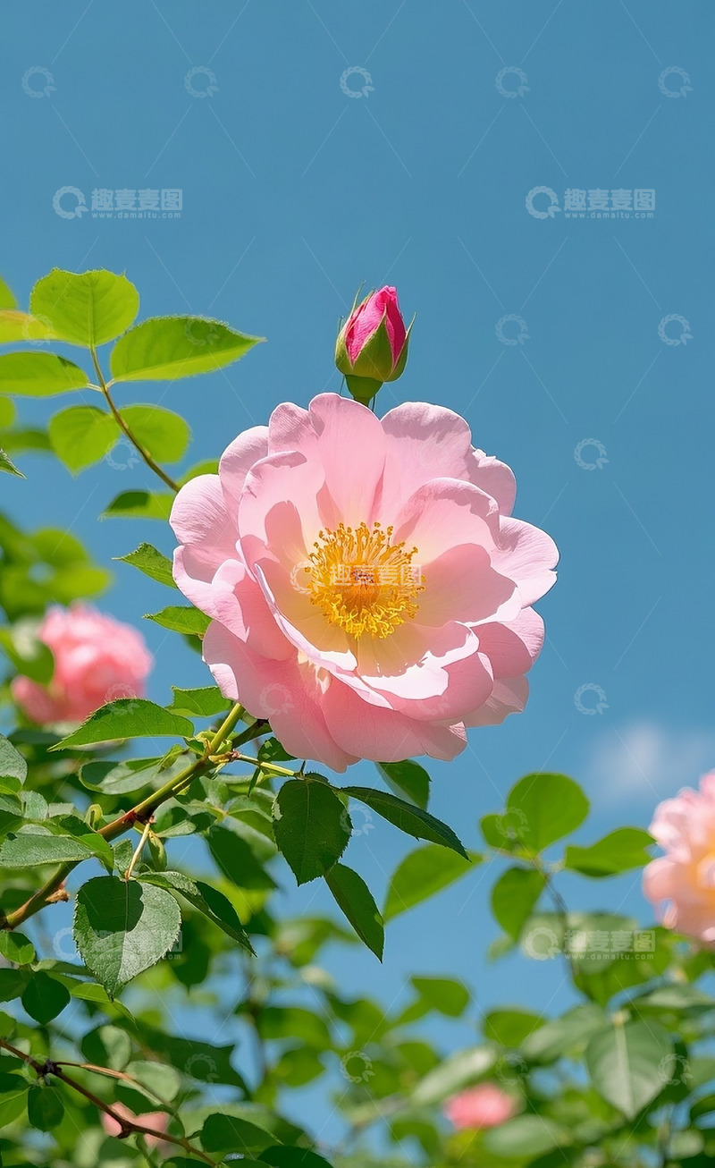 高清大图下载【趣麦麦图】蔷薇花56