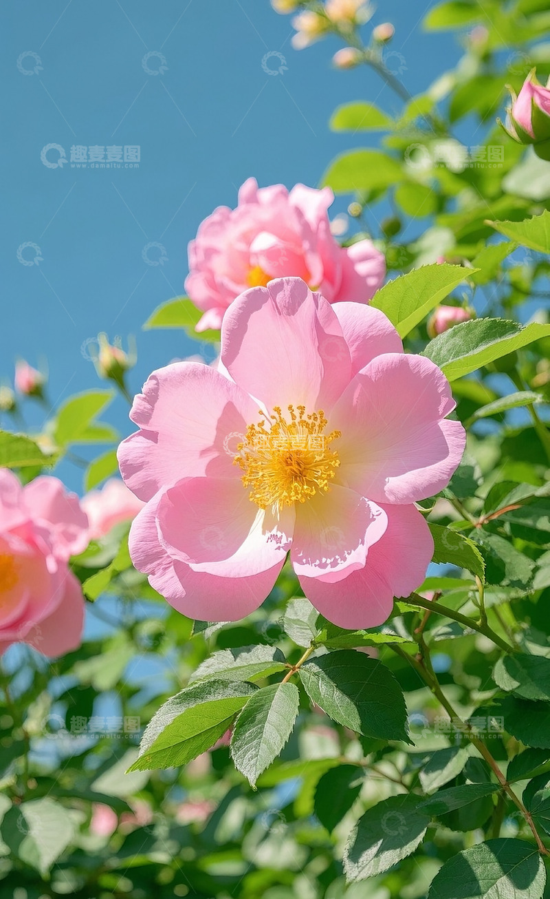 高清大图下载【趣麦麦图】蔷薇花53