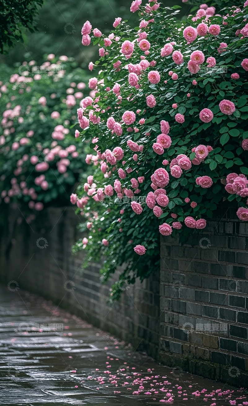 高清大图下载【趣麦麦图】蔷薇花36