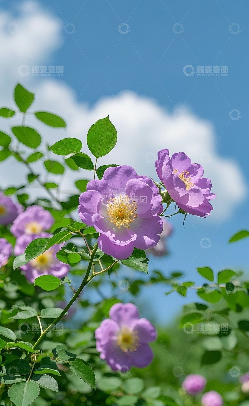 高清大图下载【趣麦麦图】蔷薇花82