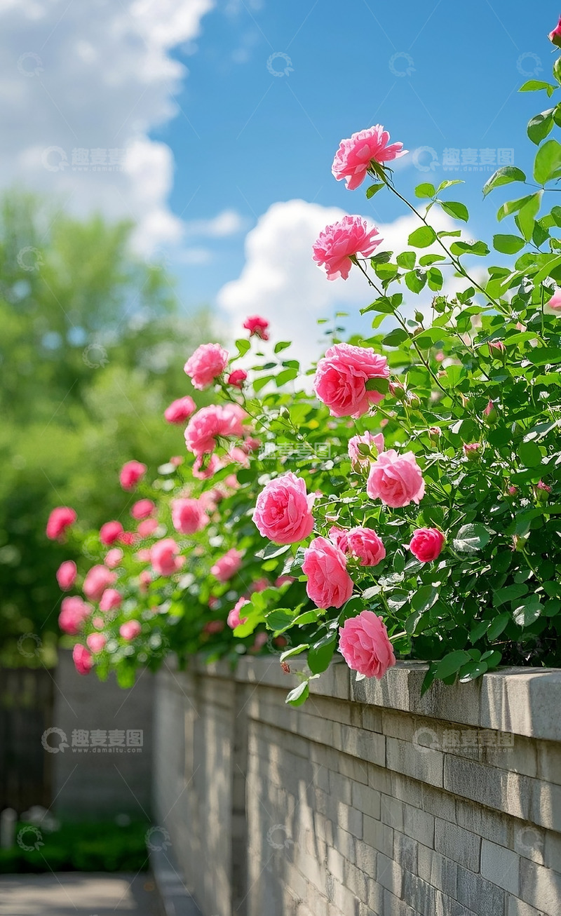 高清大图下载【趣麦麦图】蔷薇花12