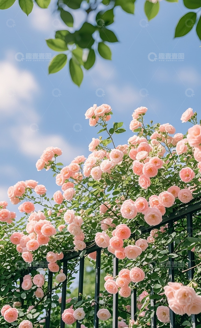 高清大图下载【趣麦麦图】蔷薇花74