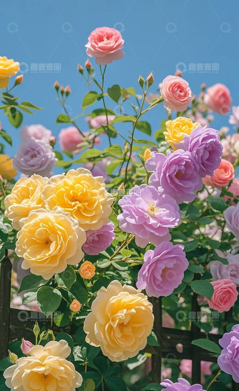 高清大图下载【趣麦麦图】蔷薇花33