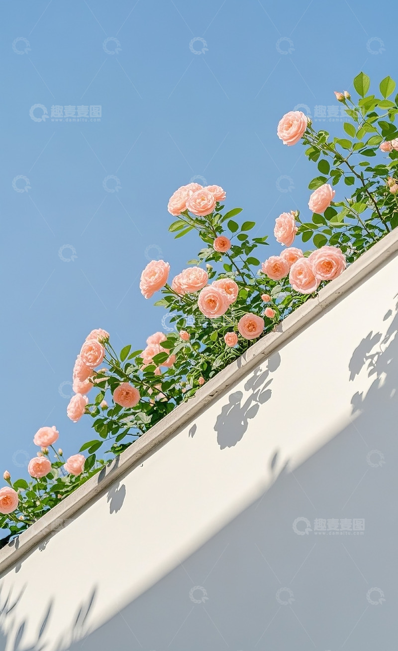 高清大图下载【趣麦麦图】蔷薇花72