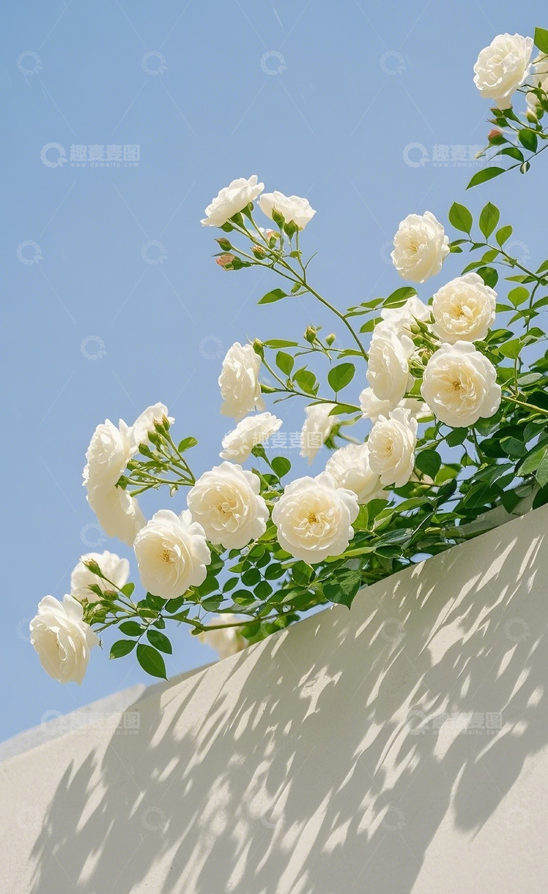 高清大图下载【趣麦麦图】蔷薇花68