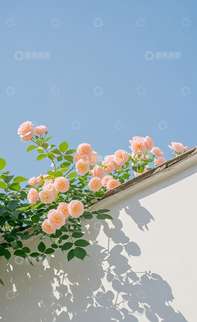 高清大图下载【趣麦麦图】蔷薇花70