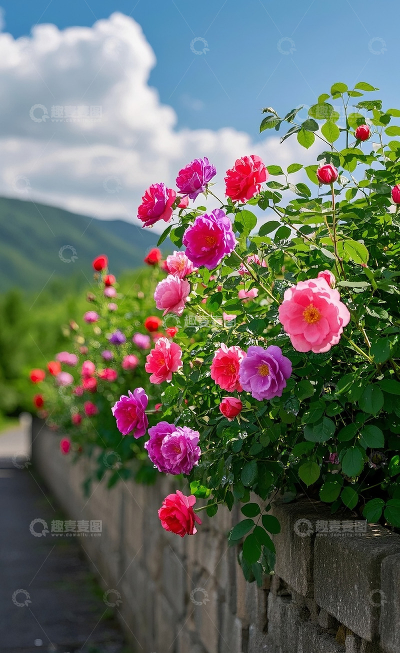 高清大图下载【趣麦麦图】蔷薇花28