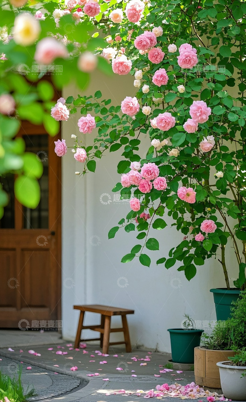 高清大图下载【趣麦麦图】蔷薇花8