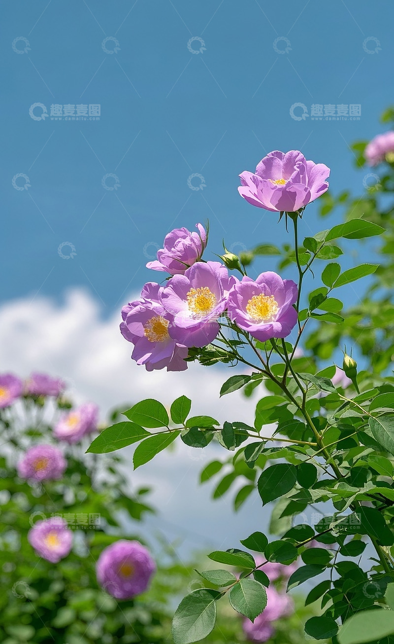 高清大图下载【趣麦麦图】蔷薇花79