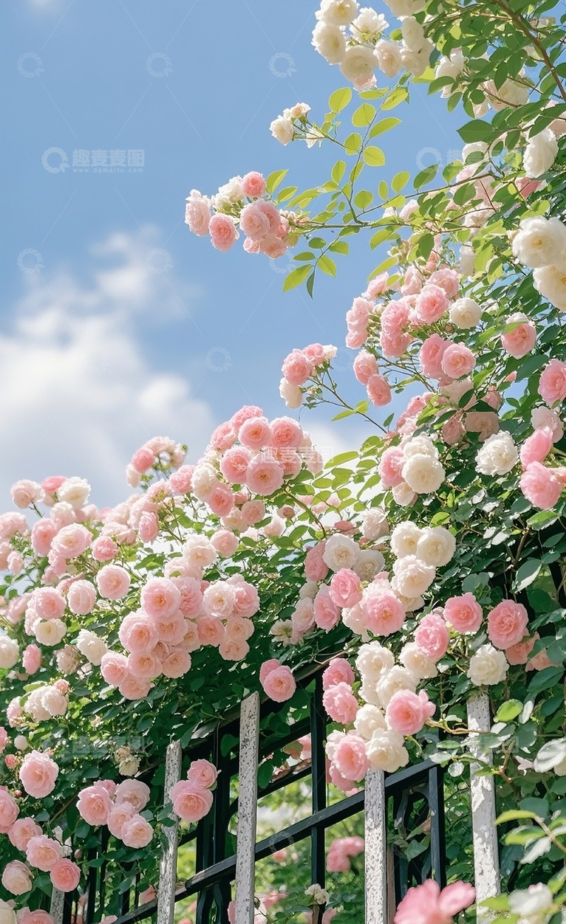 高清大图下载【趣麦麦图】蔷薇花16