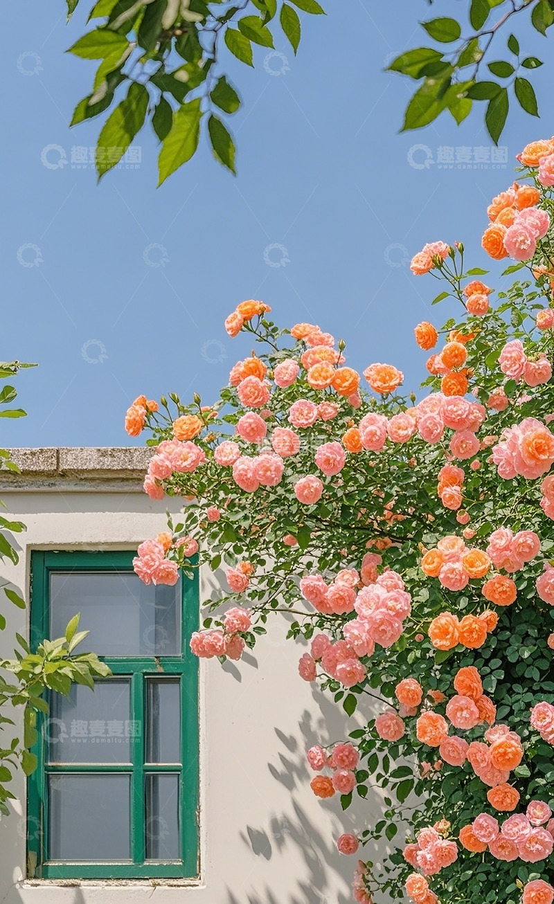 高清大图下载【趣麦麦图】蔷薇花24