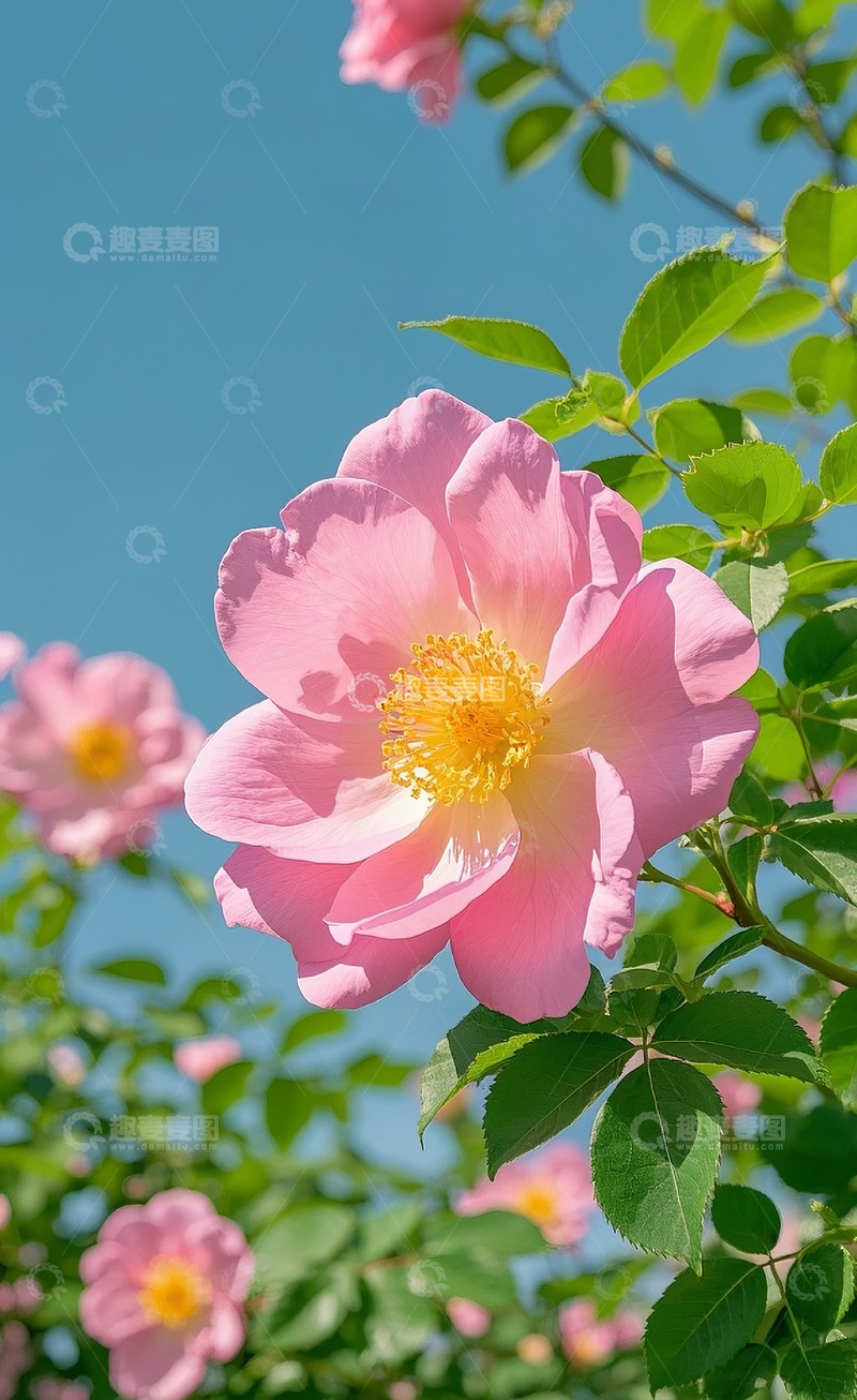 高清大图下载【趣麦麦图】蔷薇花54