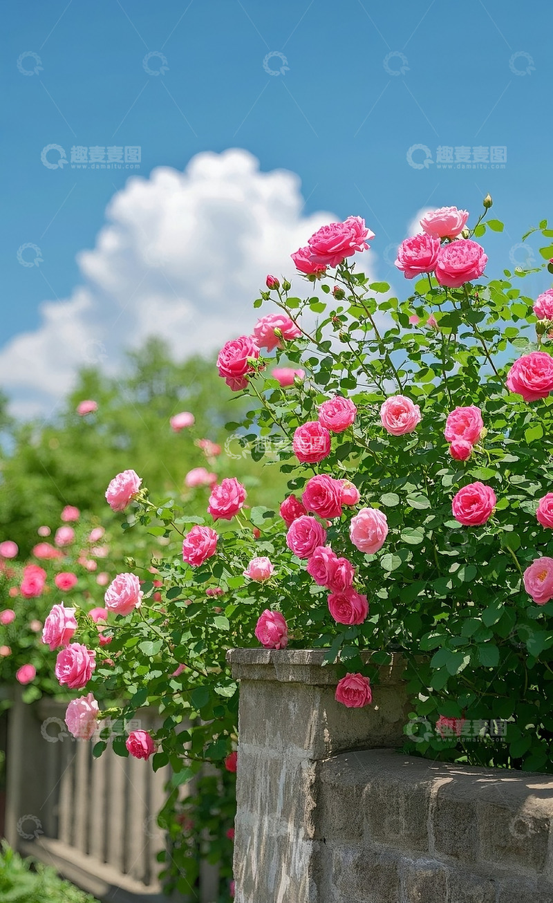 高清大图下载【趣麦麦图】蔷薇花11