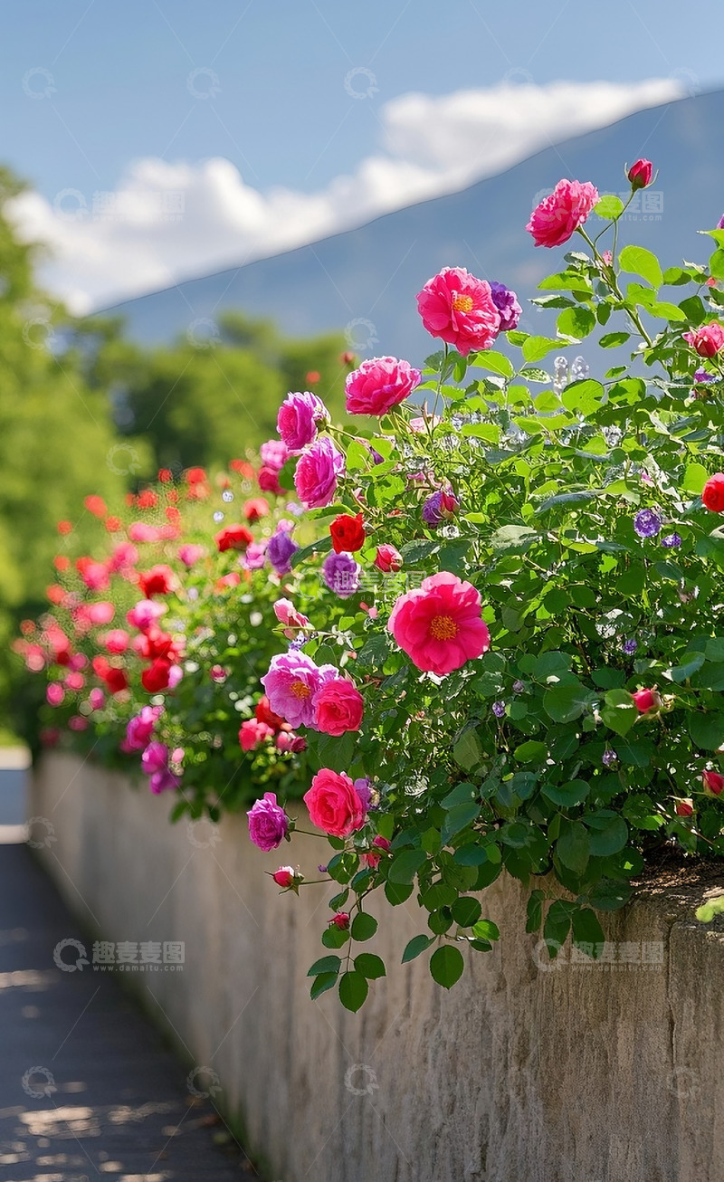 高清大图下载【趣麦麦图】蔷薇花7
