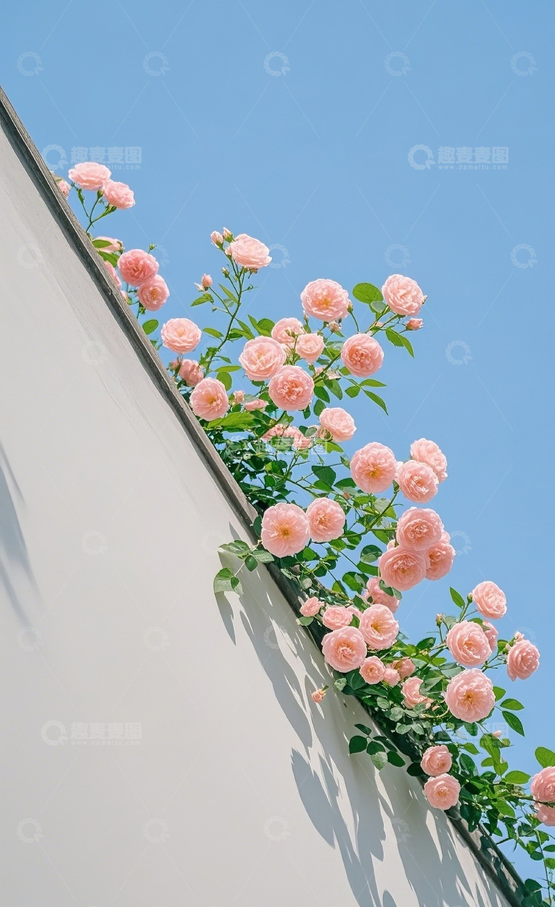 高清大图下载【趣麦麦图】蔷薇花45