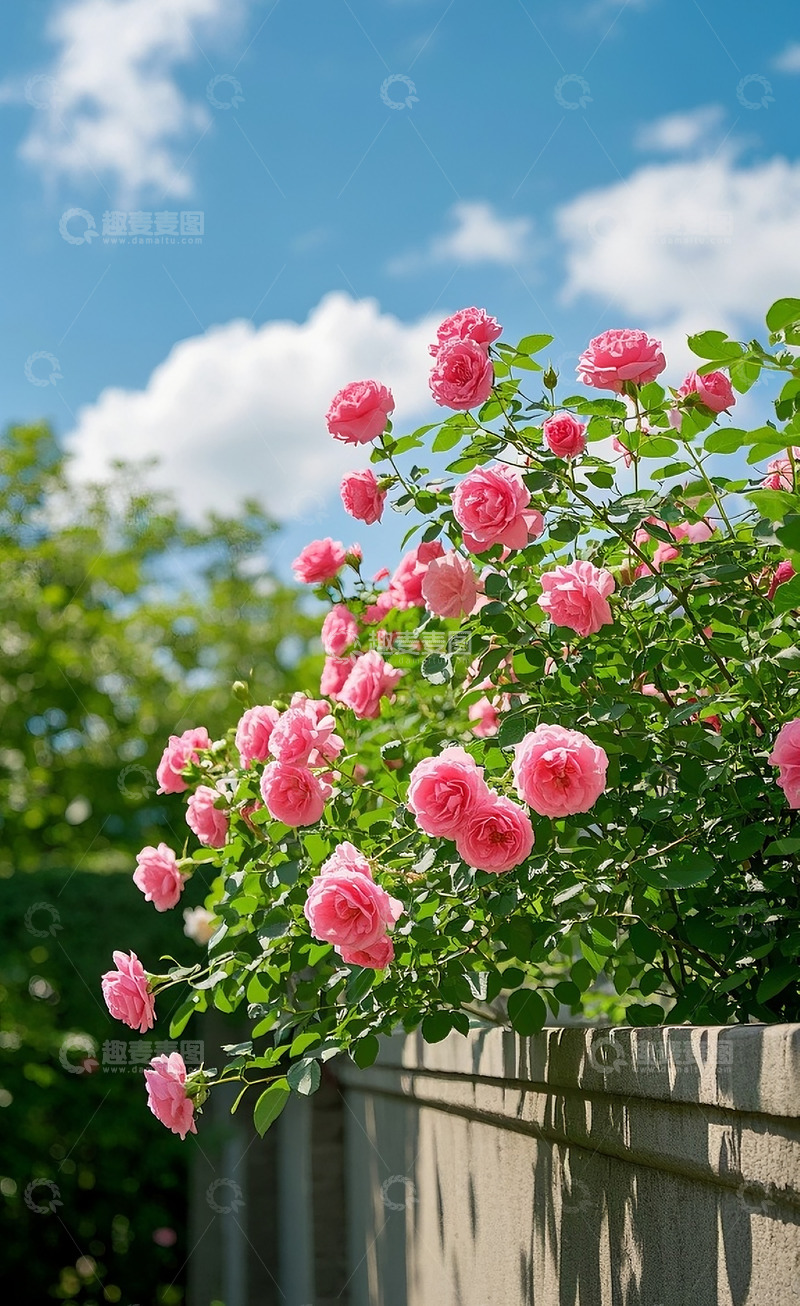高清大图下载【趣麦麦图】蔷薇花14