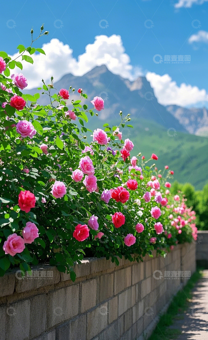 高清大图下载【趣麦麦图】蔷薇花1