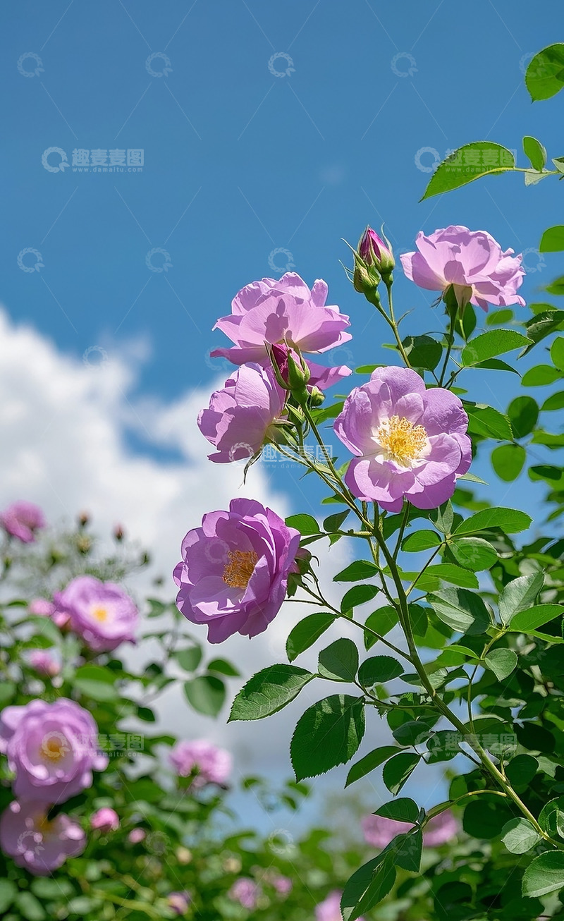 高清大图下载【趣麦麦图】蔷薇花78