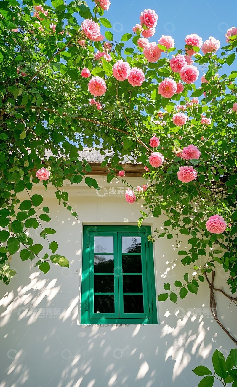 高清大图下载【趣麦麦图】蔷薇花15