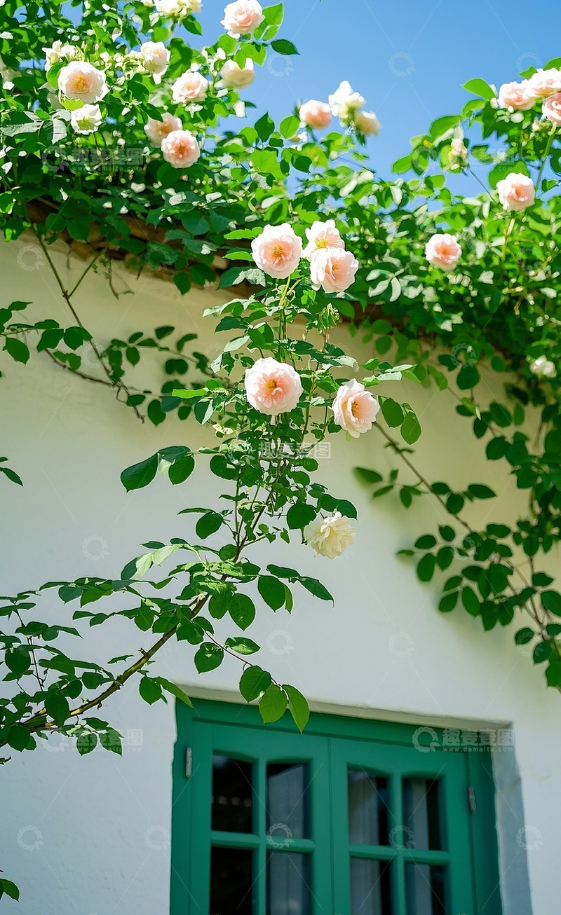 高清大图下载【趣麦麦图】蔷薇花44