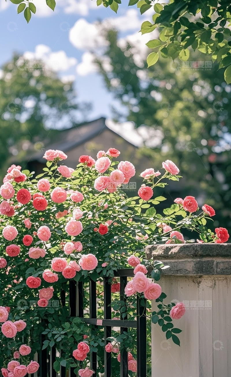高清大图下载【趣麦麦图】蔷薇花23