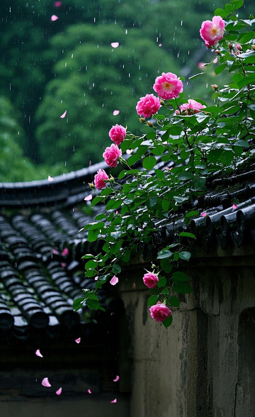 蔷薇花60