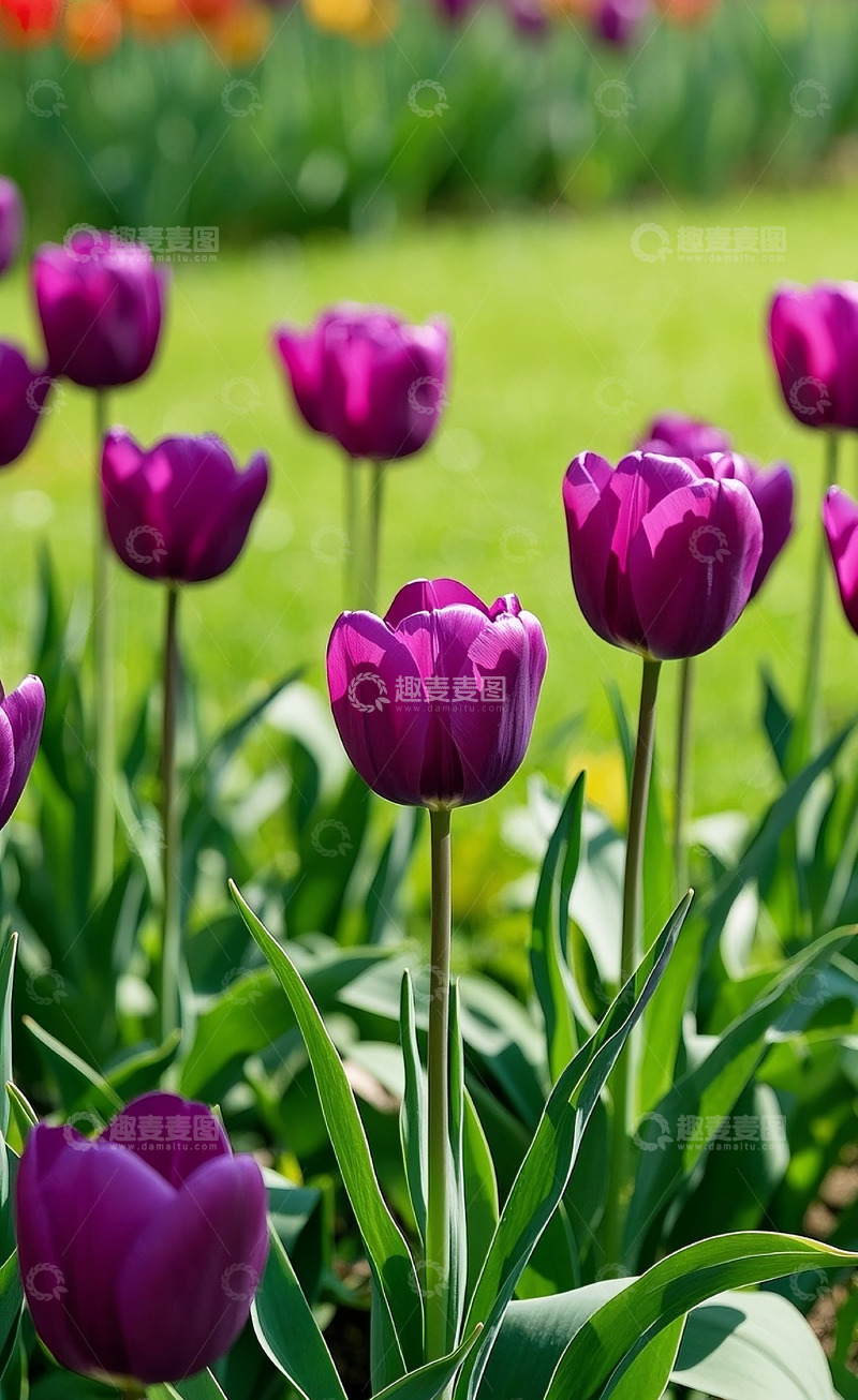 高清大图下载【趣麦麦图】-郁金香