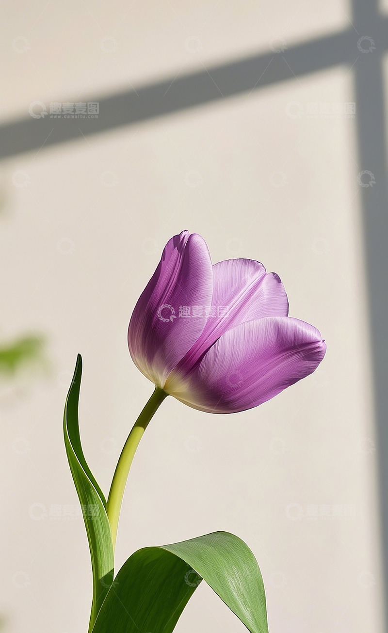 高清大图下载【趣麦麦图】-郁金香18