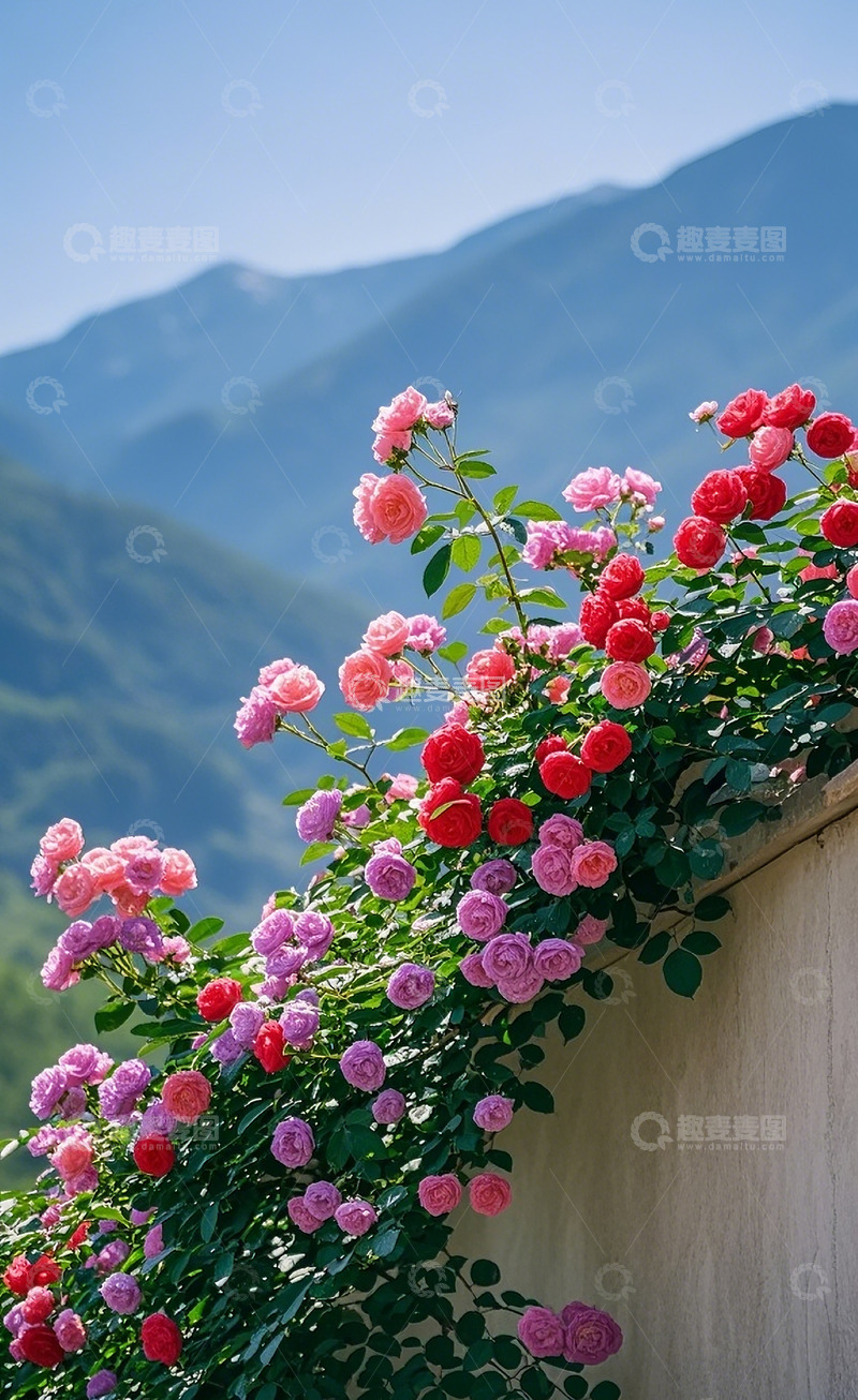 高清大图下载【趣麦麦图】蔷薇花58