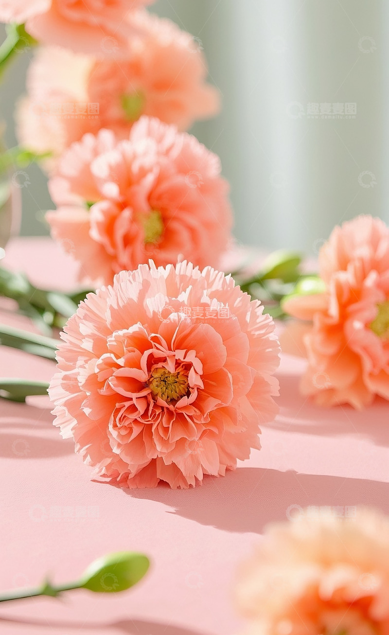 高清大图下载【趣麦麦图】康乃馨19