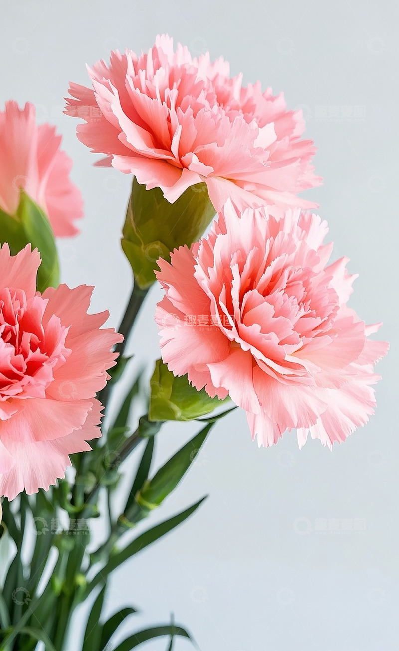 高清大图下载【趣麦麦图】康乃馨13
