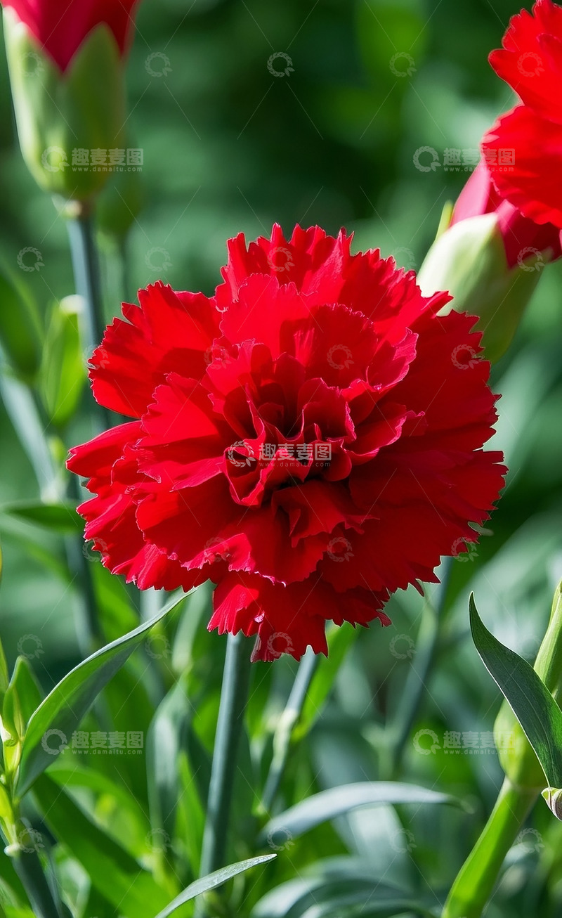 高清大图下载【趣麦麦图】康乃馨26