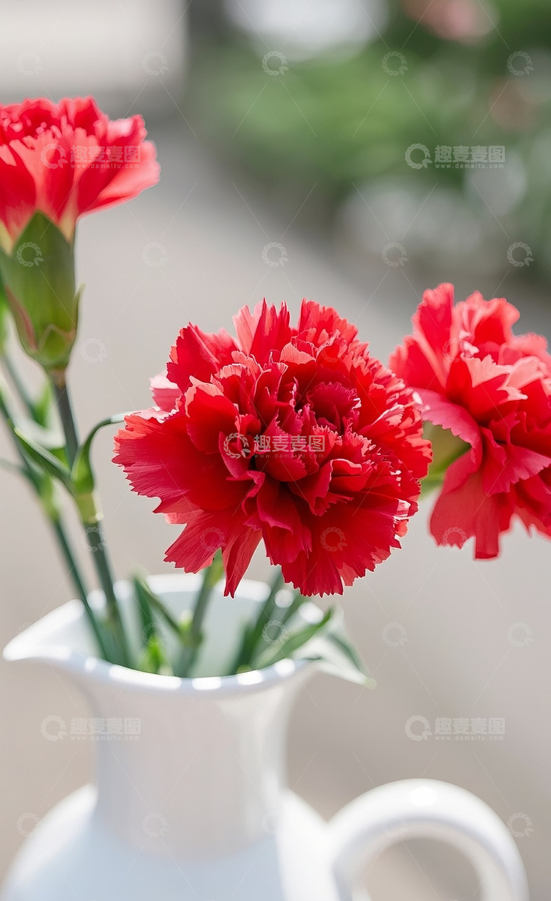 高清大图下载【趣麦麦图】康乃馨6