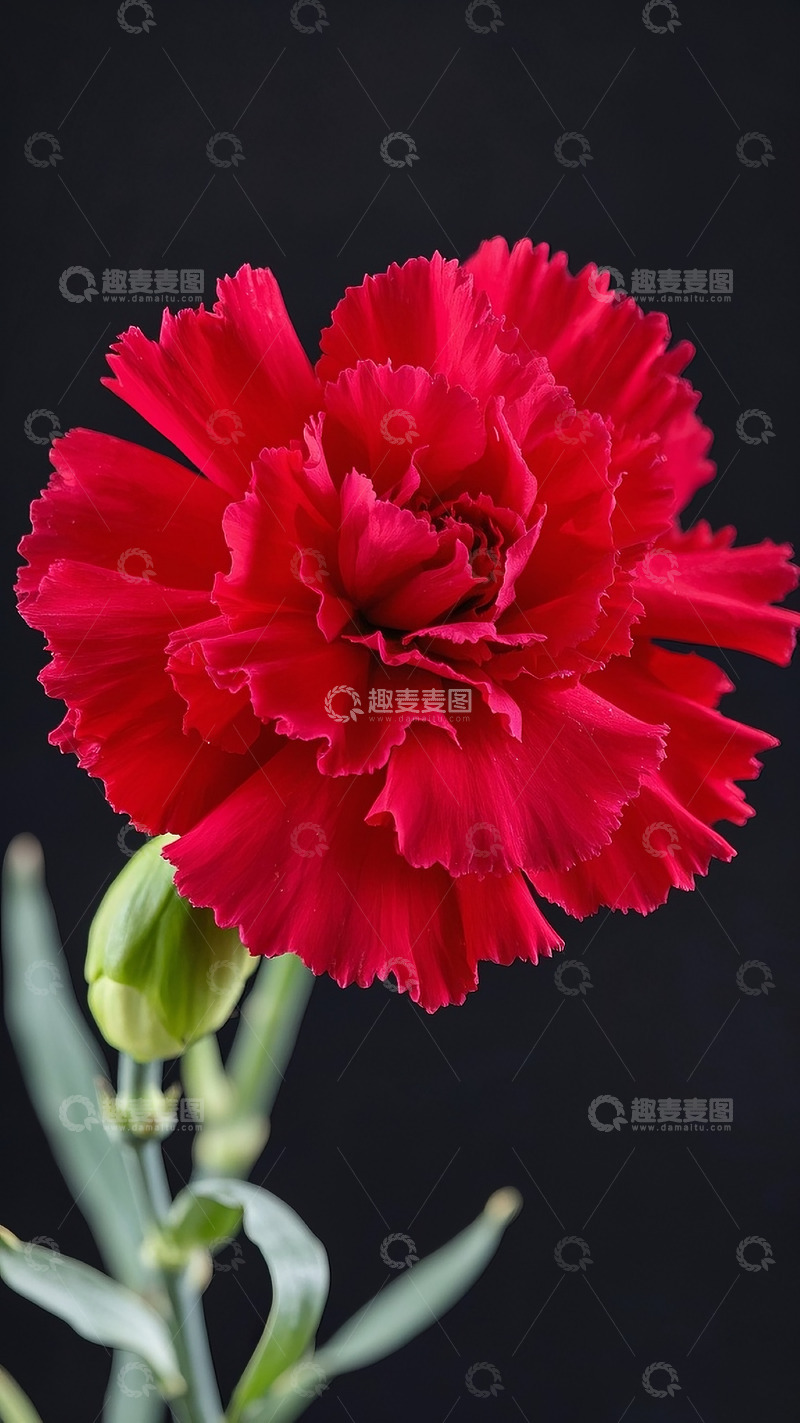 高清大图下载【趣麦麦图】康乃馨2