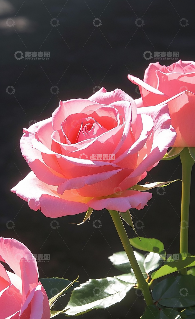 高清大图下载【趣麦麦图】-玫瑰花17