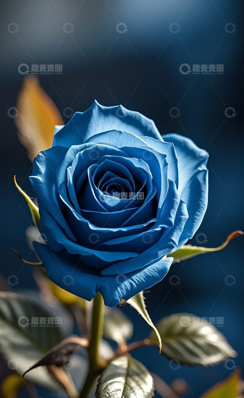 高清大图下载【趣麦麦图】玫瑰花74