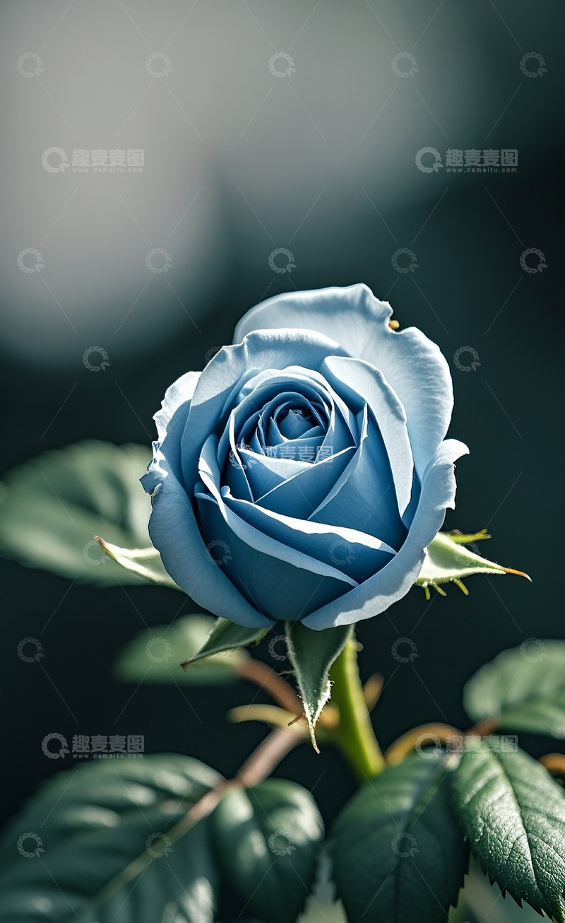 高清大图下载【趣麦麦图】玫瑰花75