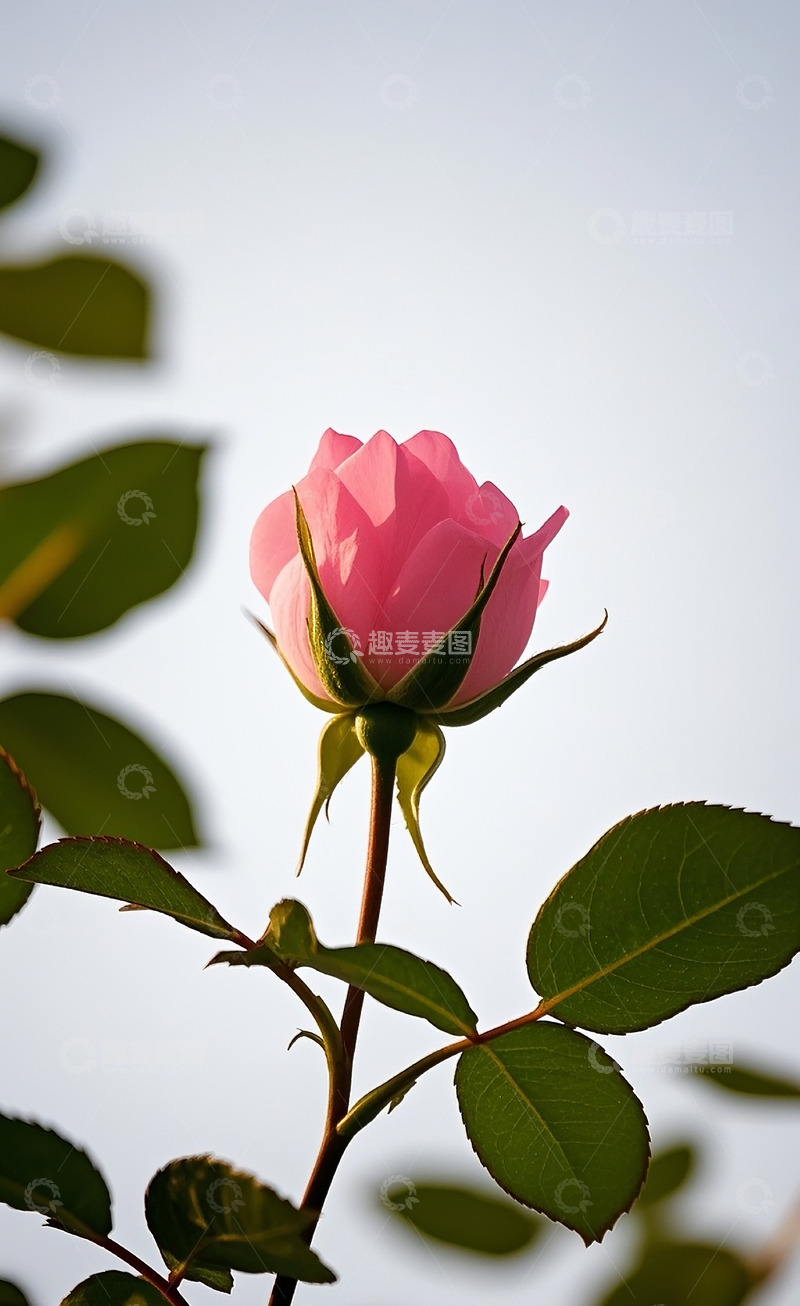 高清大图下载【趣麦麦图】玫瑰花63