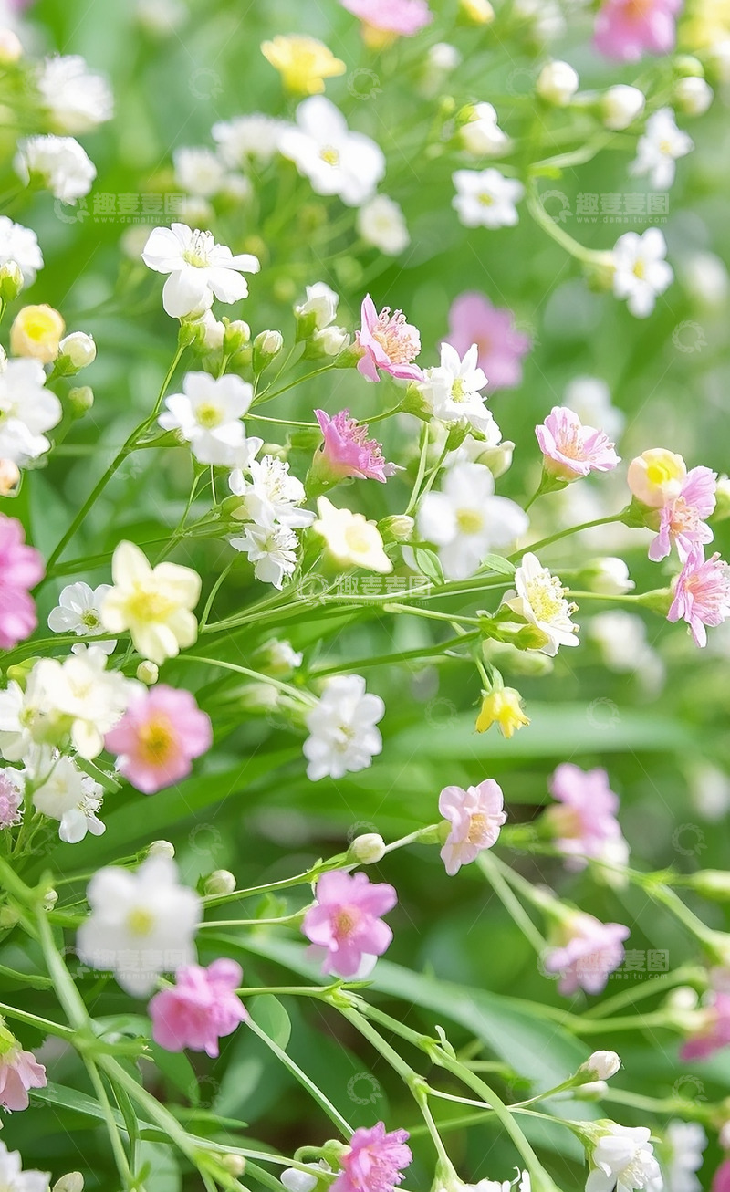 高清大图下载【趣麦麦图】满天星6