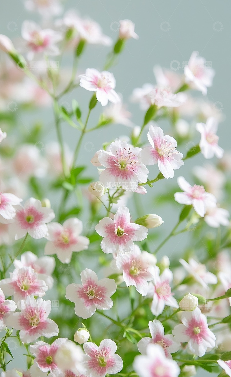 高清大图下载【趣麦麦图】满天星5