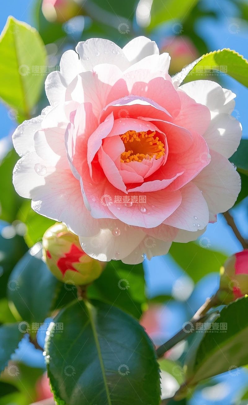 高清大图下载【趣麦麦图】山茶花3