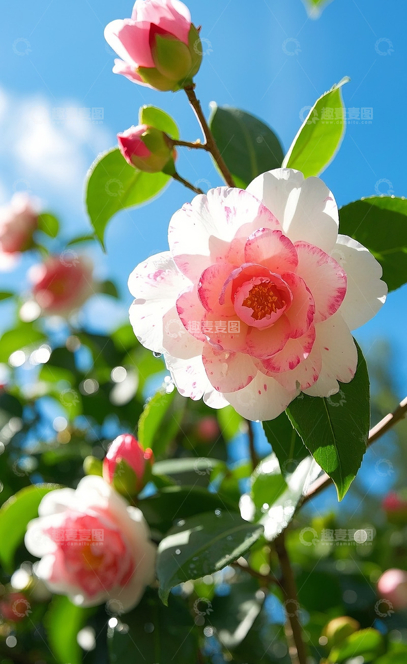 高清大图下载【趣麦麦图】山茶花43
